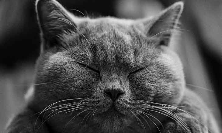 Why Cats Are Very Adorable